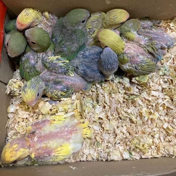 Agapornis Roseicollis Domesticados ( Loja Profissional )