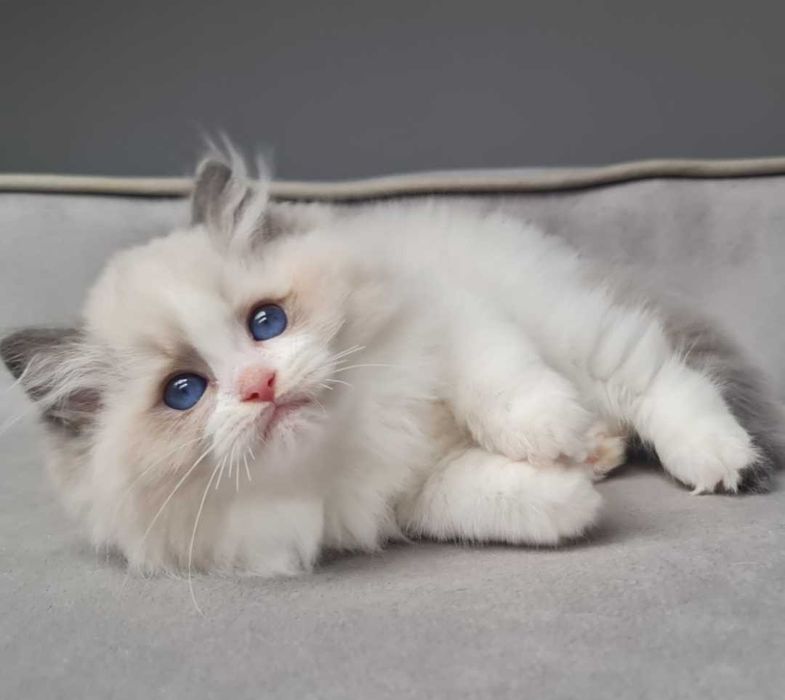 Kotka Ragdoll Blue Bikolor