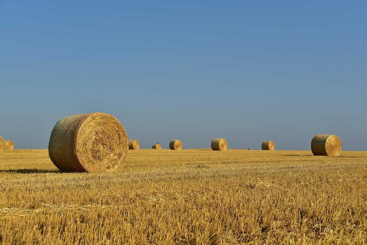 Słoma z pszenżyta i pszenicy z tegorocznych zbiorów