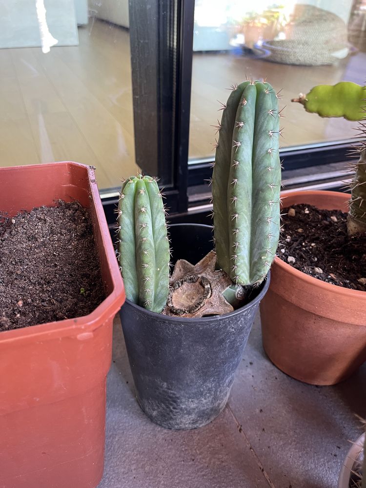 Cactos cereus e palmeiras de Madagascar