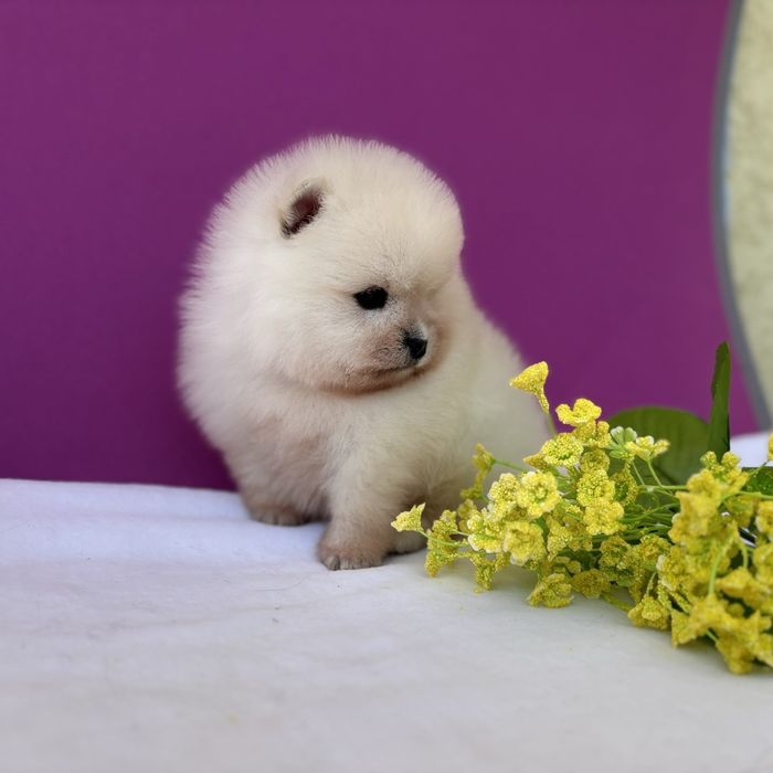 Девочка и мальчик померанцы