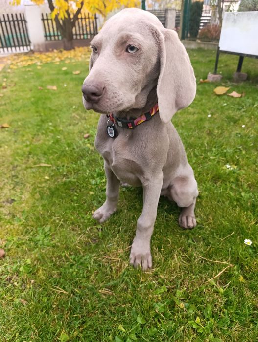 Wyżeł weimarski szczeniak suczka