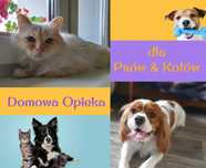 Domowa Opieka, Hotel dla Psów i Kotów