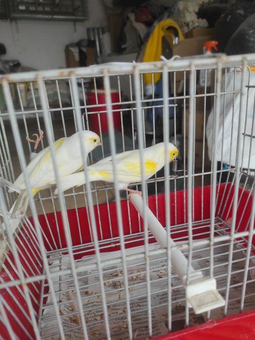 Casal de mosaicos amarelos
