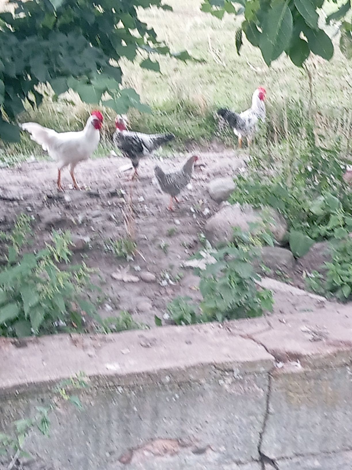 Sprzedam kilka kogutów
