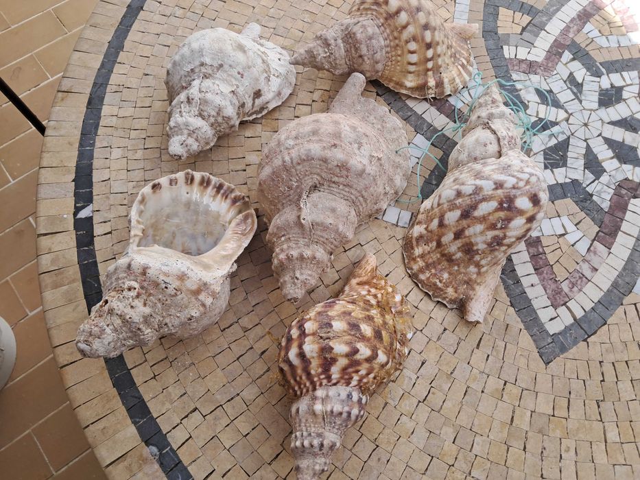 Búzios do mar vazios