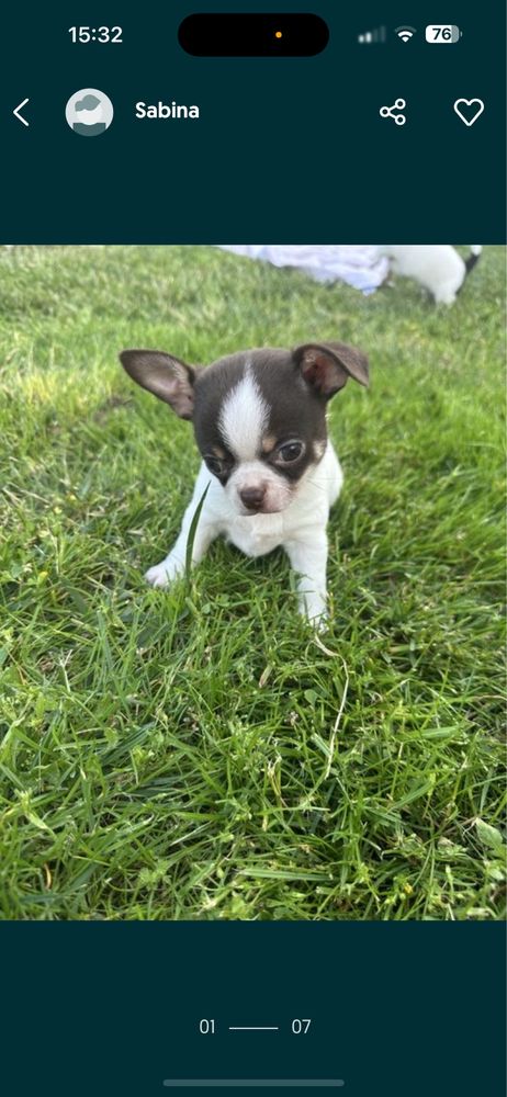 Chihuahua piesek do odbioru