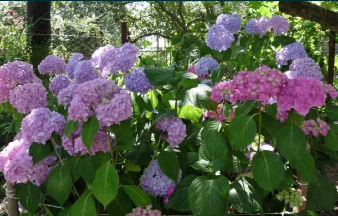 Гортензія Городня Садова вулична