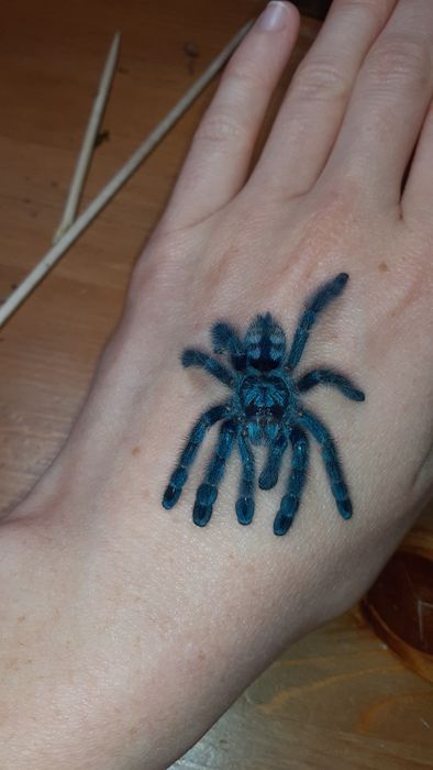 Caribena versicolor samica L7
