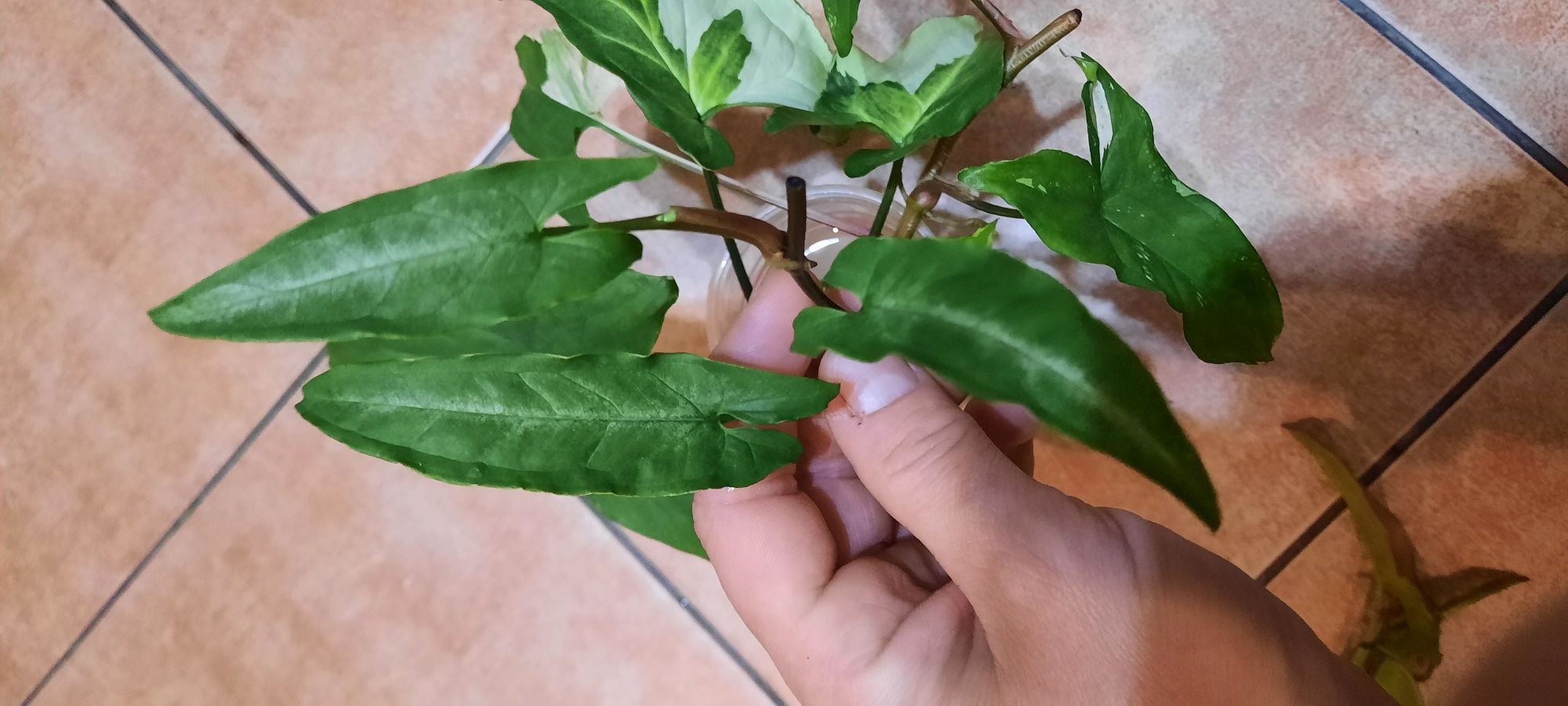 Syngonium cięte sadzonki