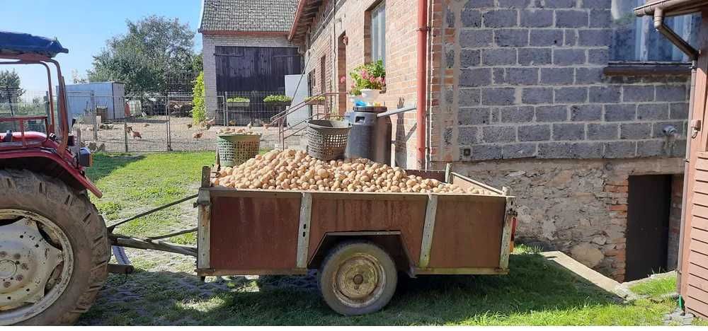 Ziemniaki, kartofle ekologiczne sprzedam