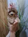 Maltipoo urocza dziewczynka