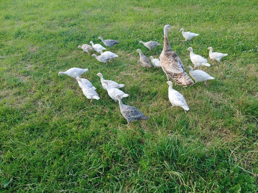 Młode indyki, pisklęta.