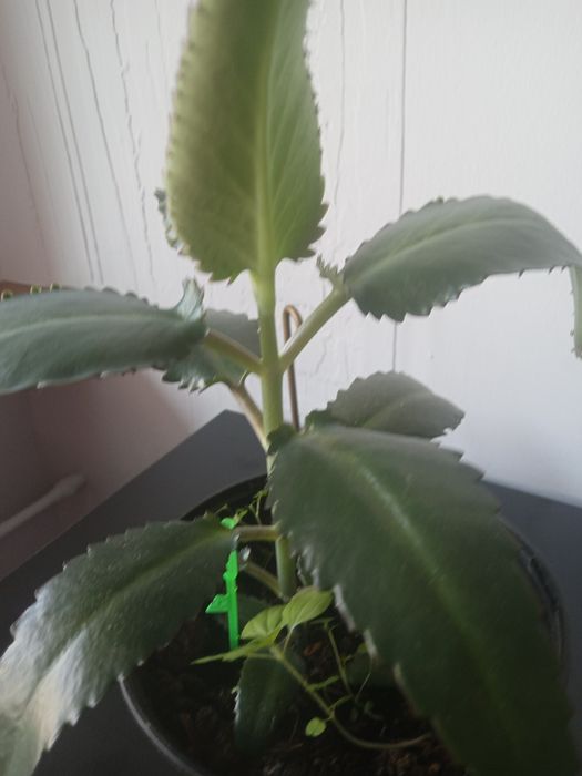 Żyworódka -kwiat leczniczy