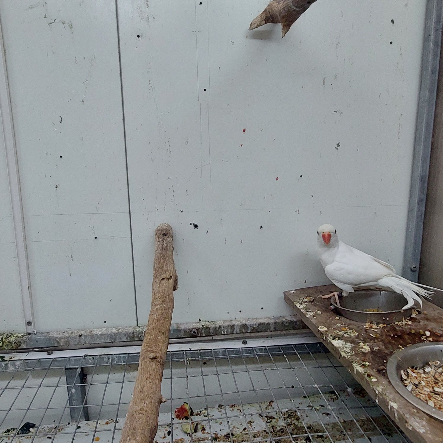 Ringneck branco macho 2025