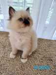 Ragdoll "Kropka", koteczka, rezerwacja, rodowód