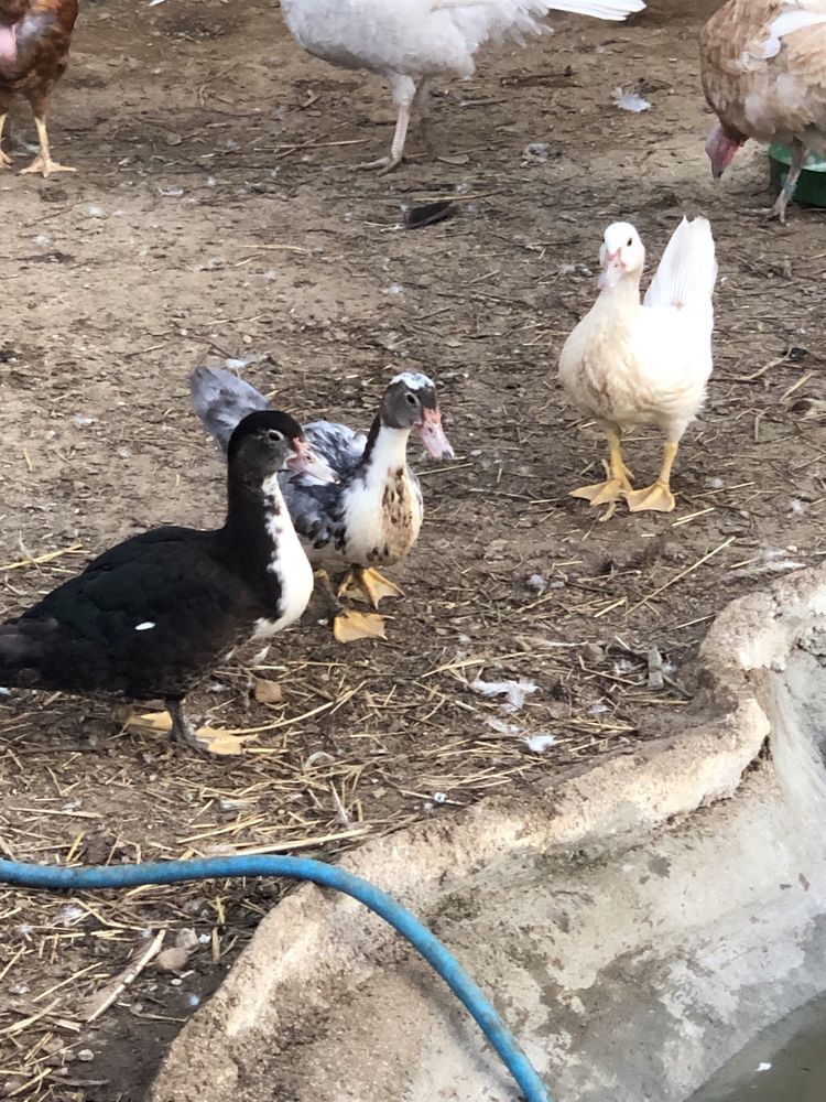 Vendo 5 patos novos