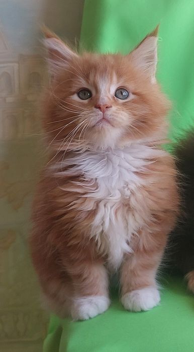 Мейн-куни  - чистопородні велетні