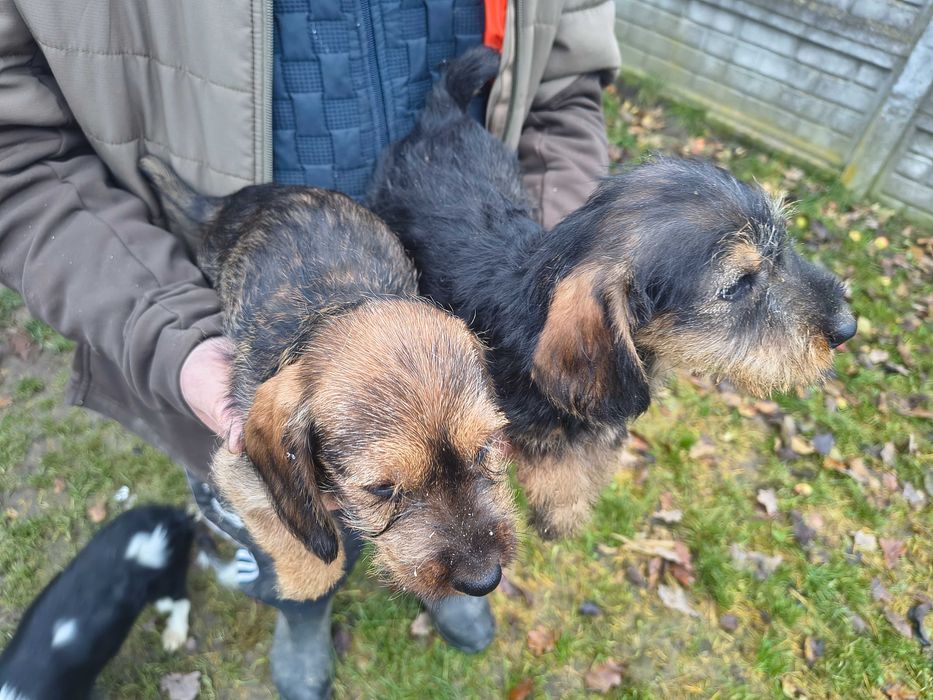 Jamnik szorstkowłosy standard suczka