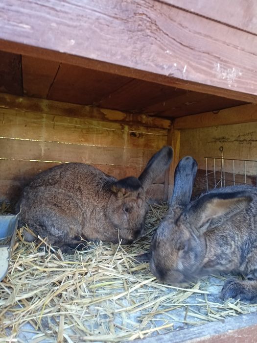 Młode Króliki mieszańce