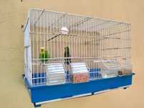 Promoção Vendo casal com viveiro