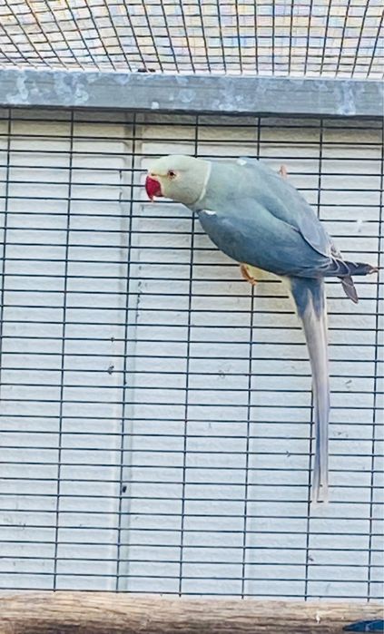 Ring Necks varias mutações