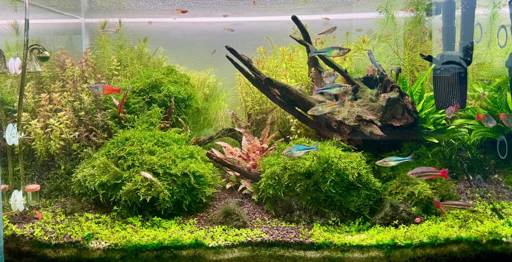 Akwarium – Serwis, Zakładanie, Czyszczenie, Pomoc, Modernizacja