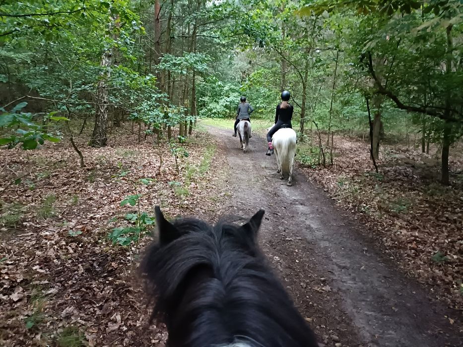 Dzierżawa wspòldzierzawa koni Skarżysko