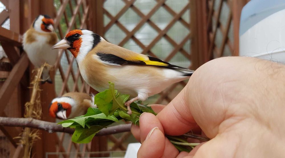 Szczygły majory. Likwidacja hodowli