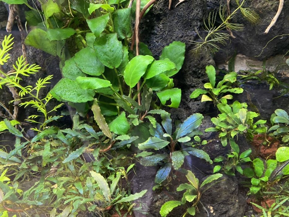 Bucephalandry i anubiasu