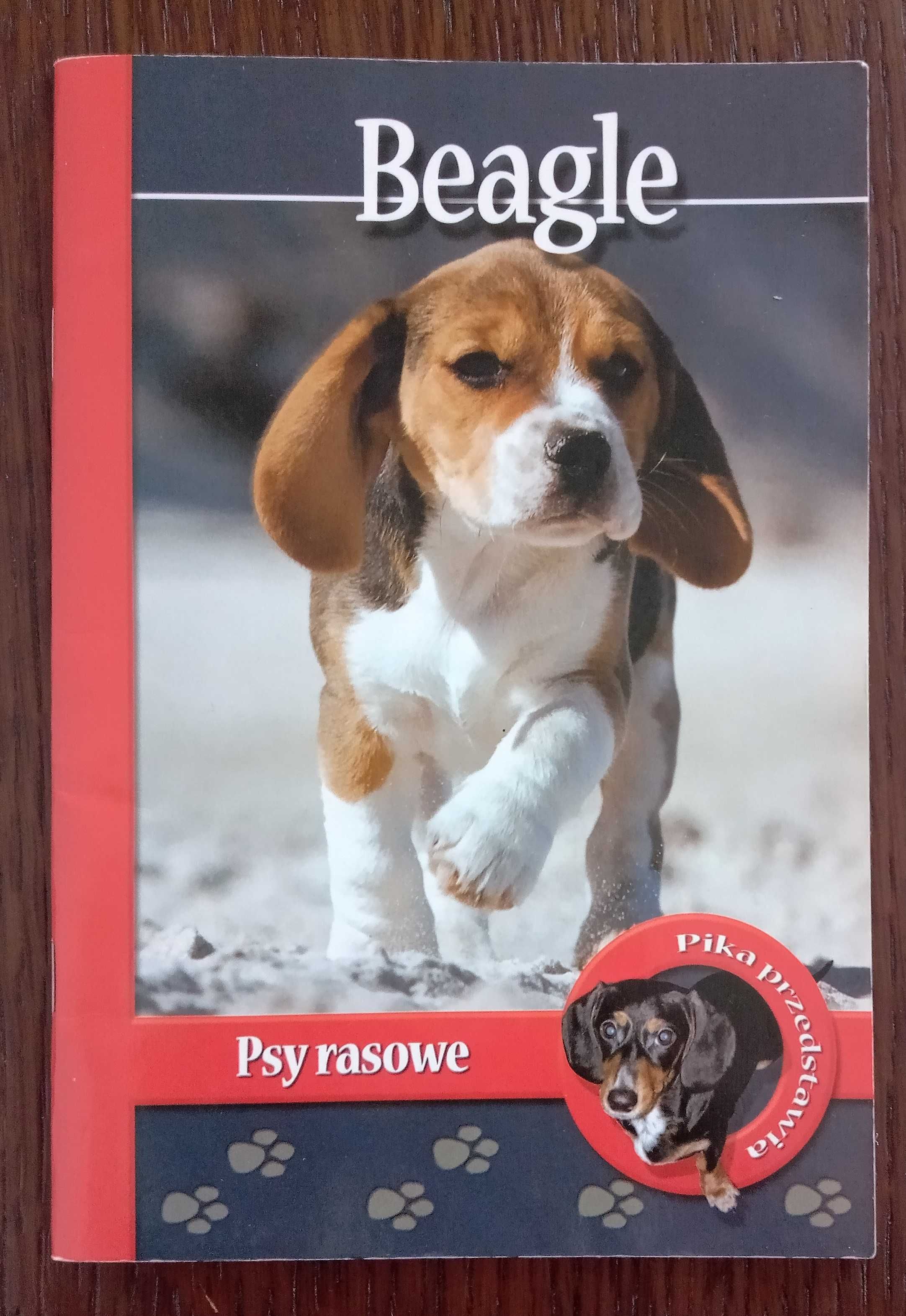 Beagle. Psy rasowe - Anna Magdalena Pol