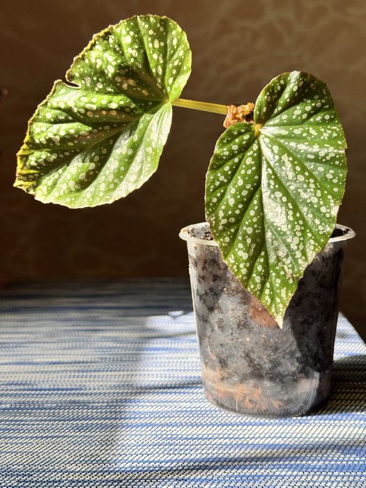 Бегонія кімнатна рослина