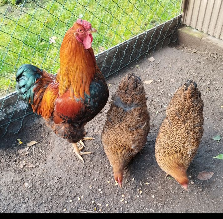 Vendo ovos de várias raças