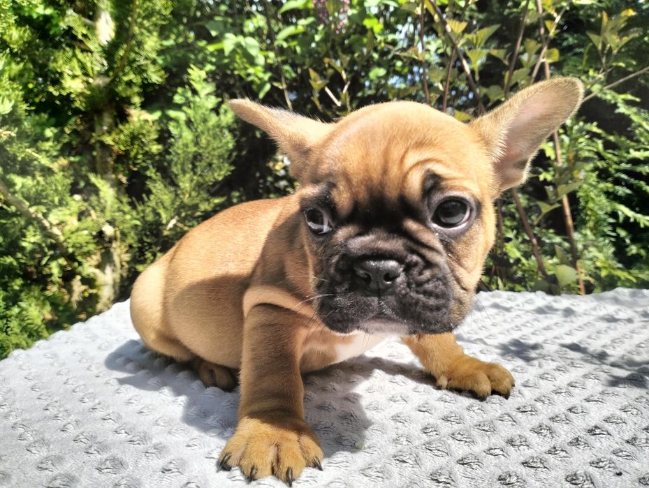 Buldog francuski szczeniak
