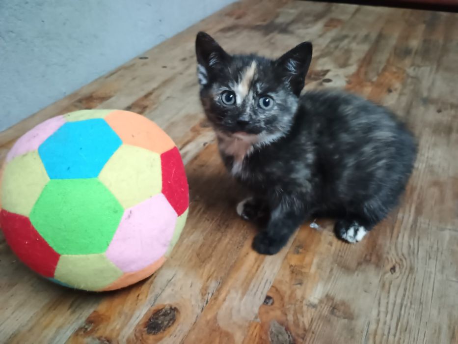 Oddam koty 3 miesięczne