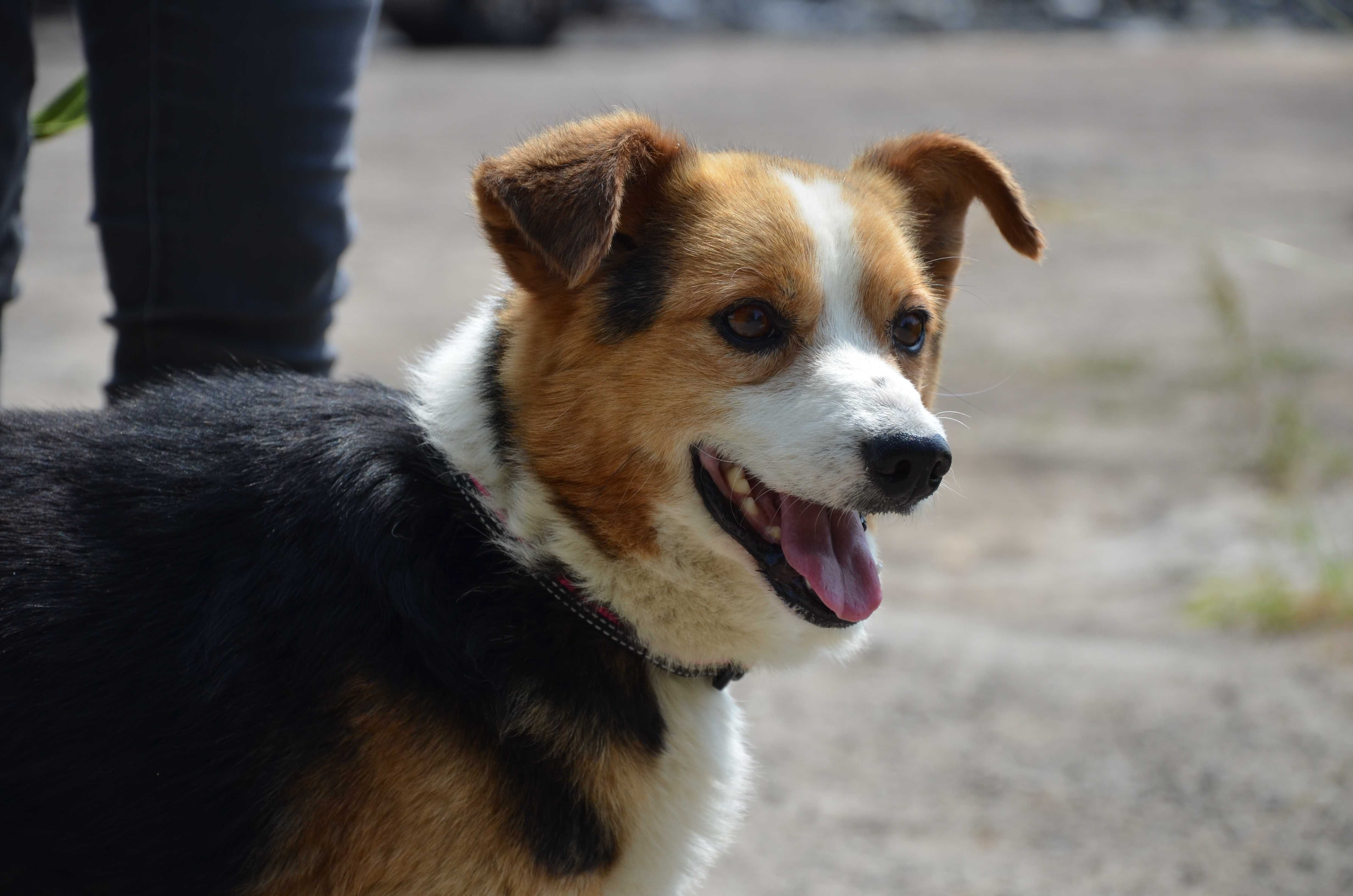 Migel - słodziak jakich mało do adopcji.