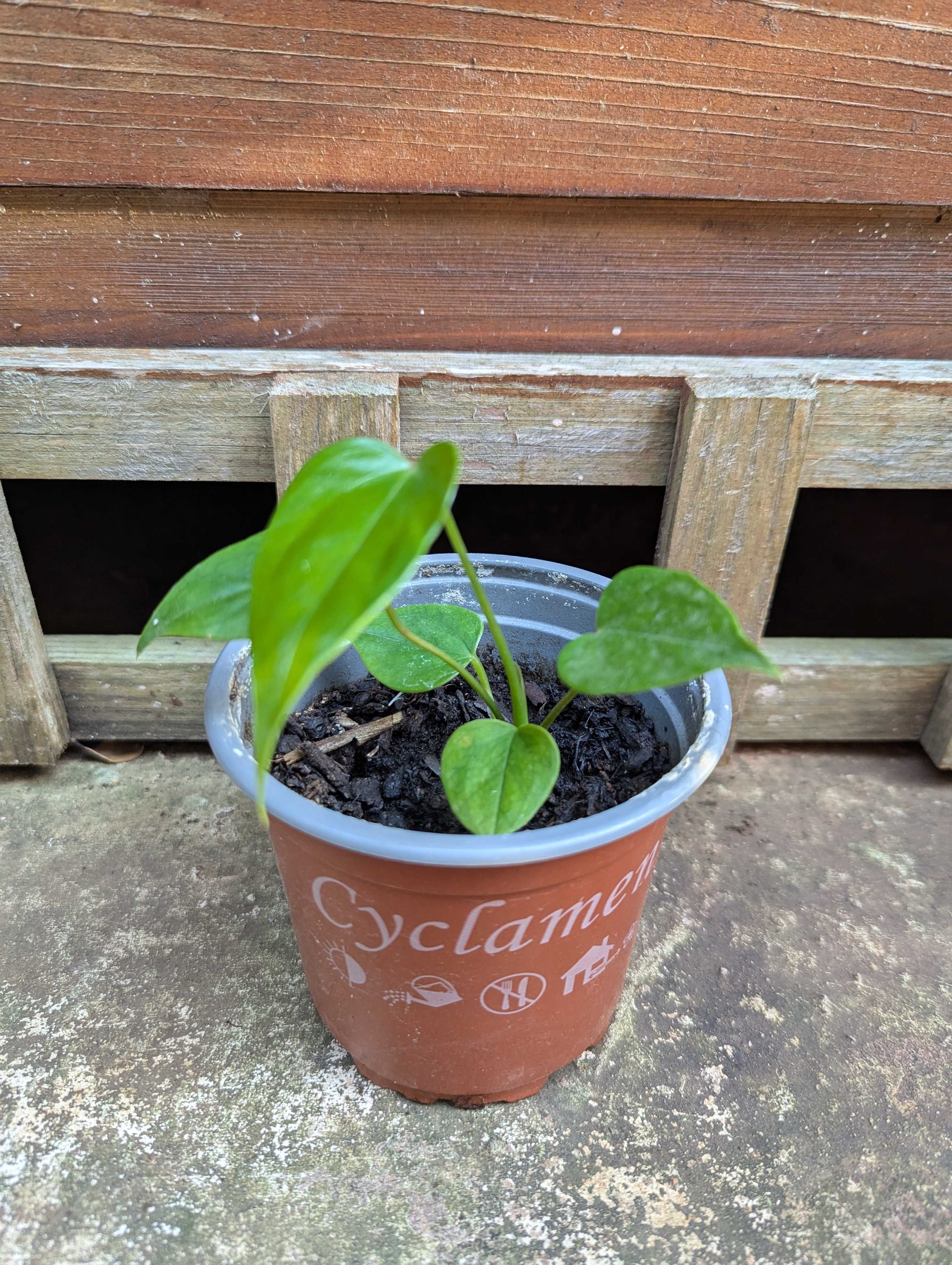 Plantas para venda! :)