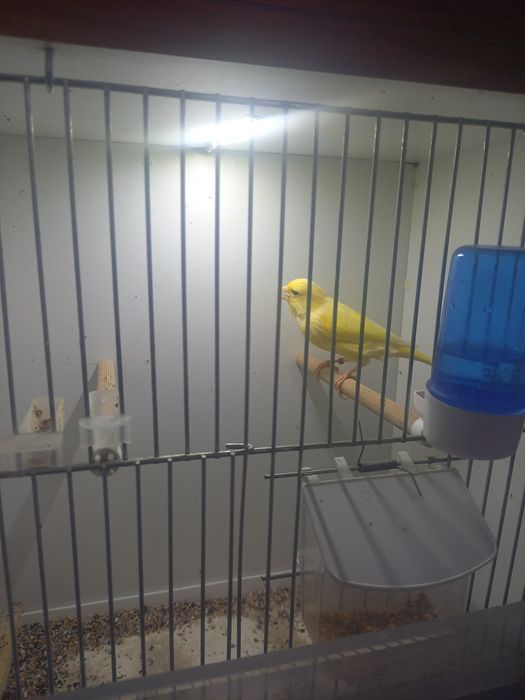 Kanarek wodnotokowy samczyk 2024