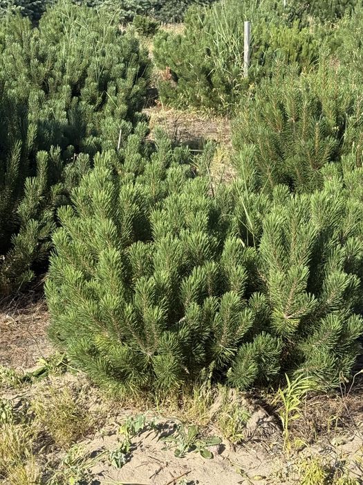 Sosna Kosodrzewina z bryłą z plantacji, o wysokości 1-1.5m Sadzenie