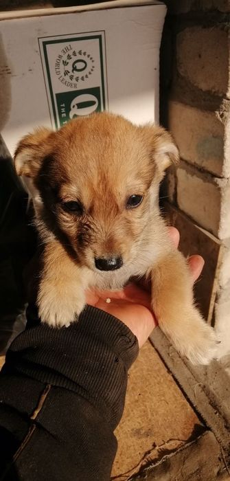 Отдам в хорошие руки