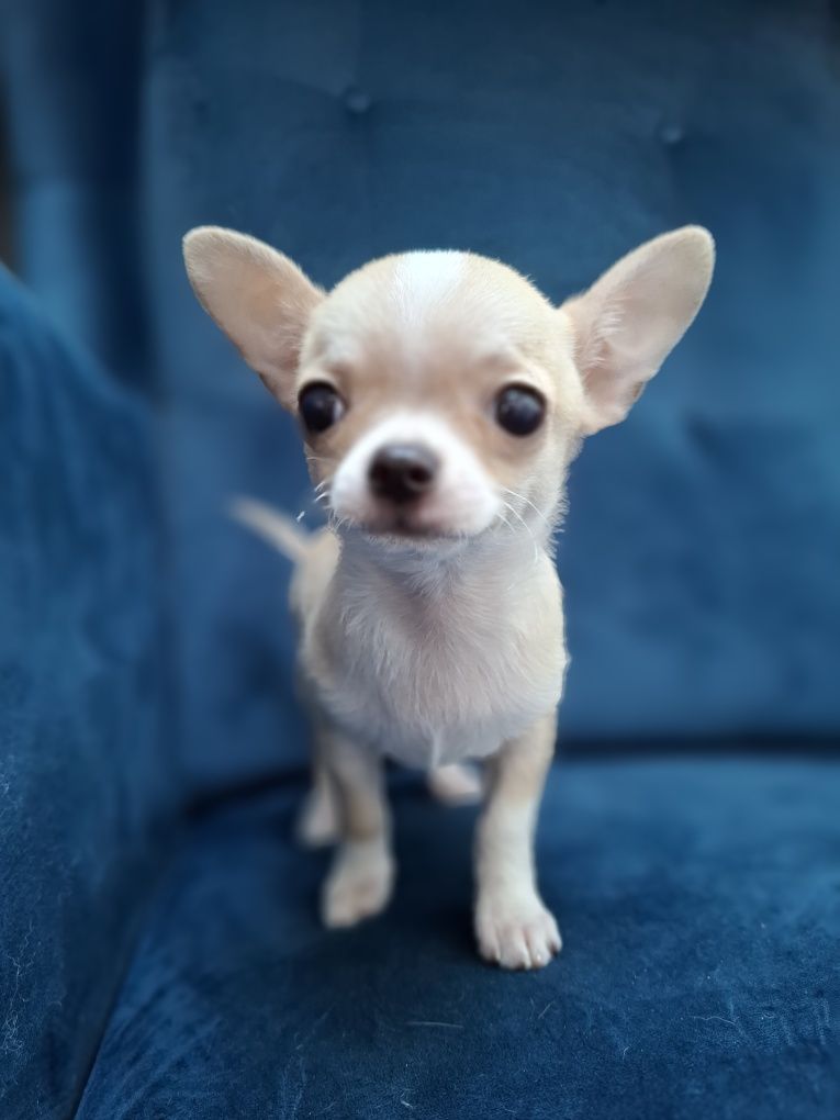 CHIHUAHUA piękny piesek