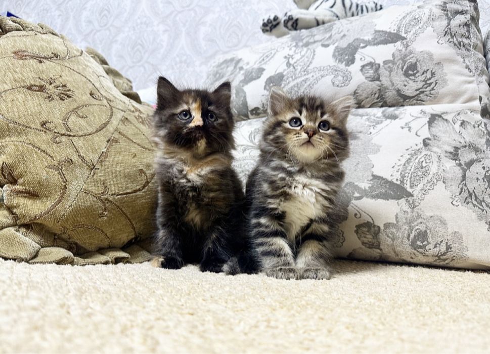 Лучшим Хозяевам Сибирские прелести !