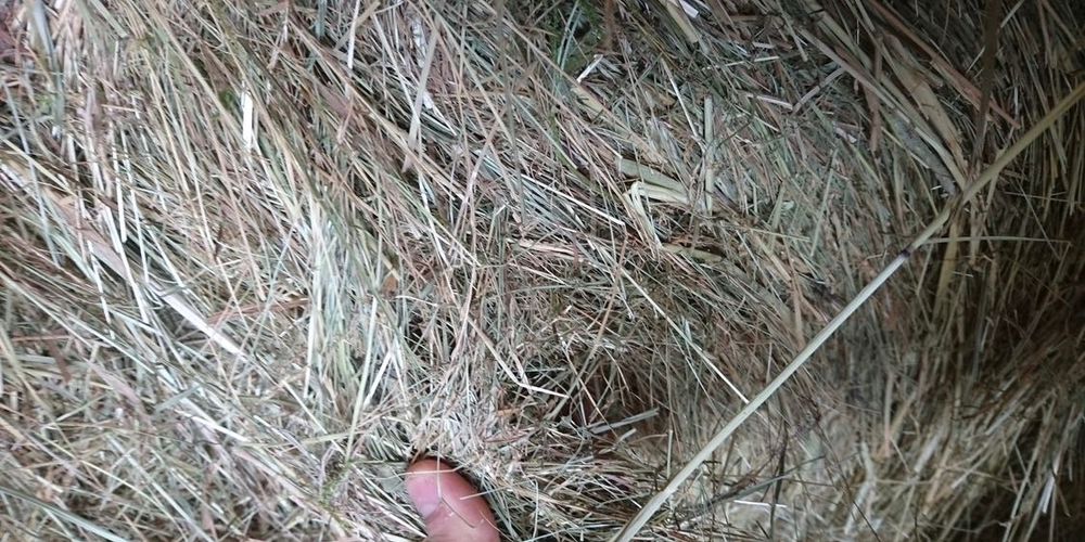 Siano Sloma w balach bele bale baloty własny transport z pod dachu