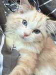Ragdoll Elrond z rodowodem Hodowla Lazurowe Łapki*PL