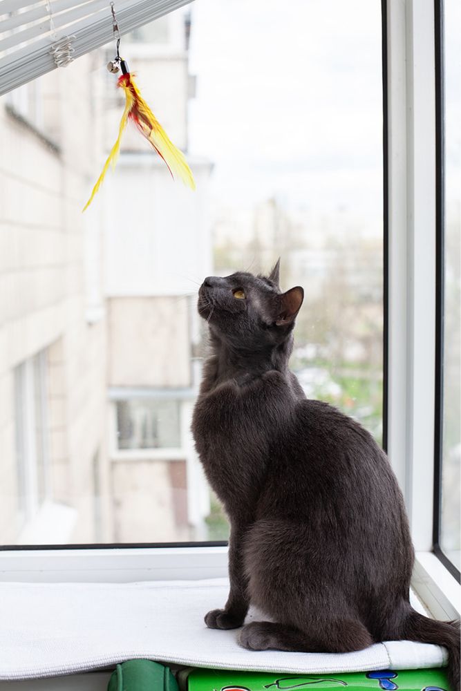 Чарівний котик шукає родину