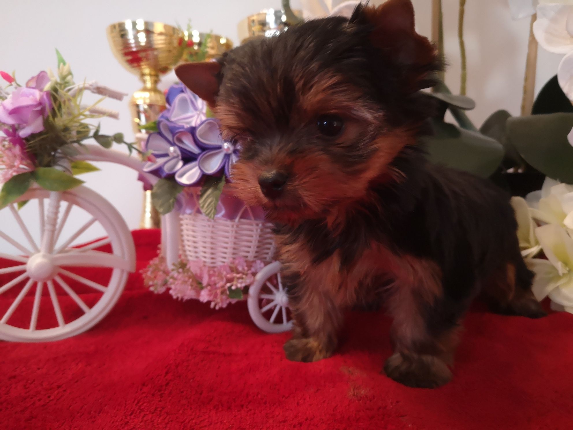 Yorkshire terrier piesek z rodowodem