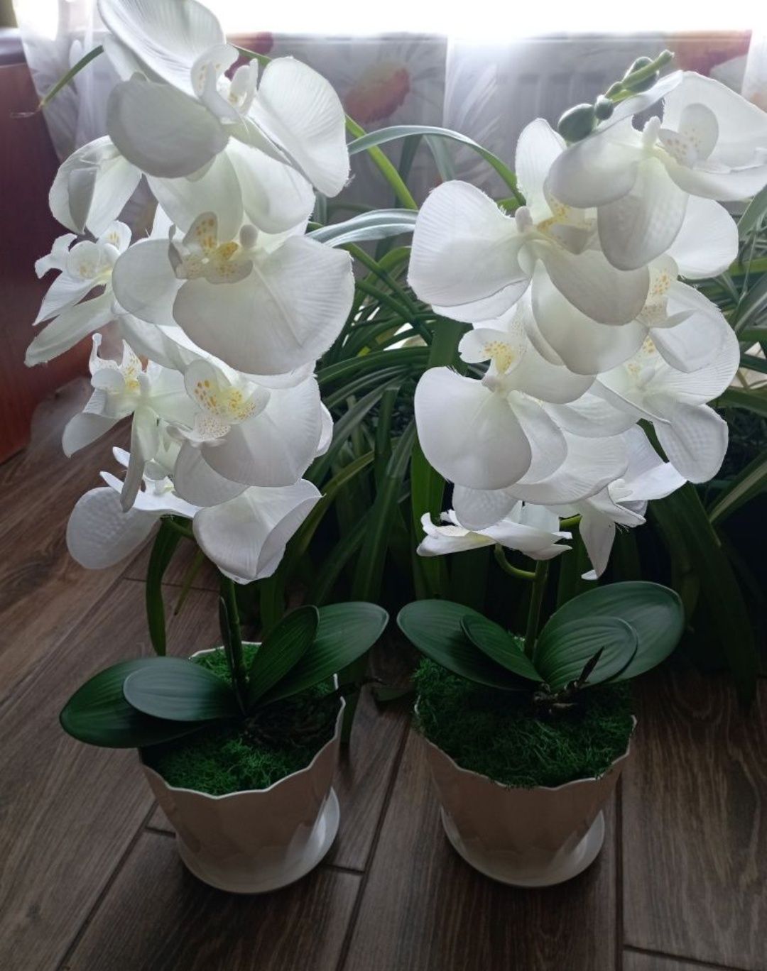 Декоративные орхидеи на выбор