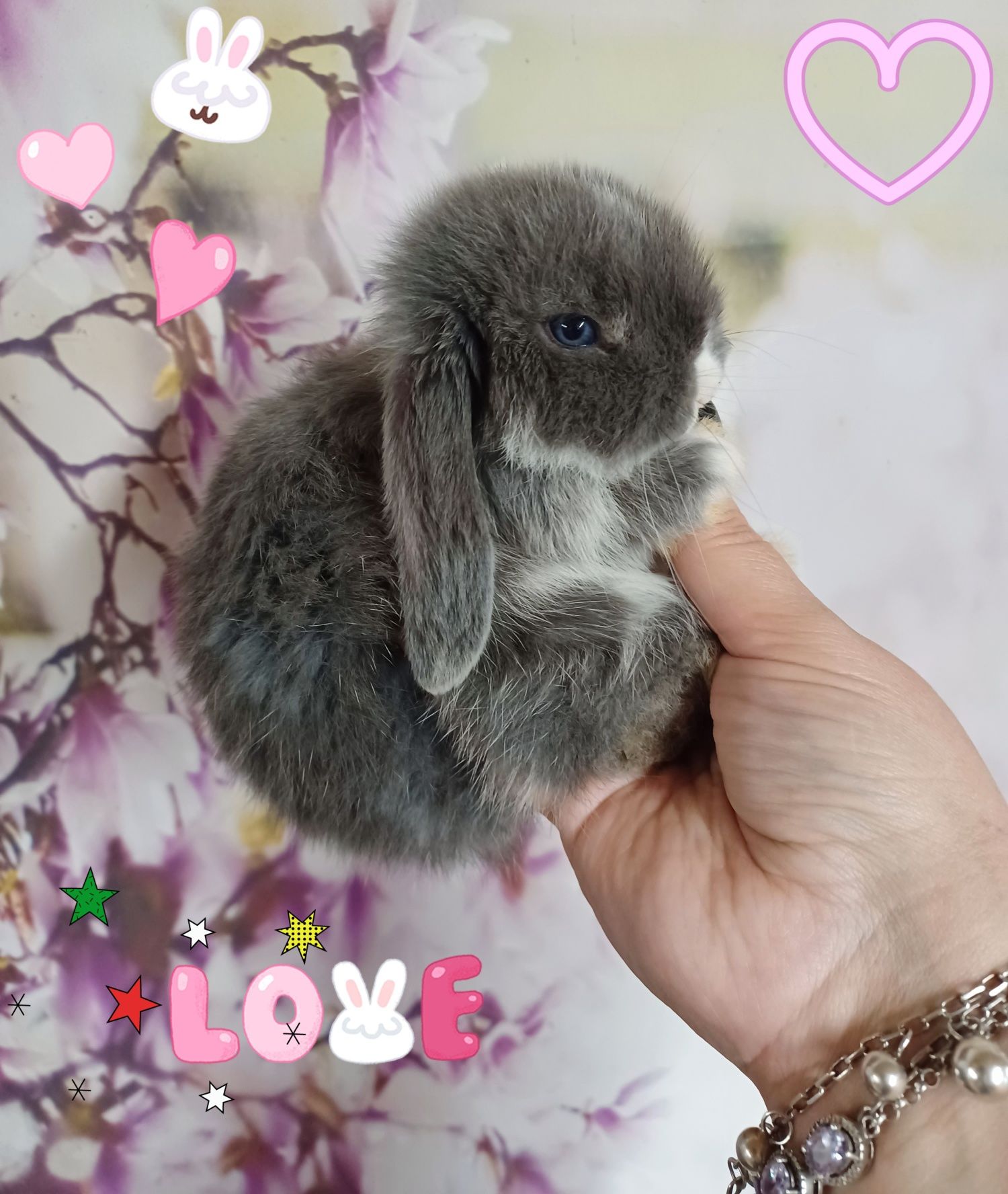 Kroliczki mini lop miniaturka hodowla zarejestrowana