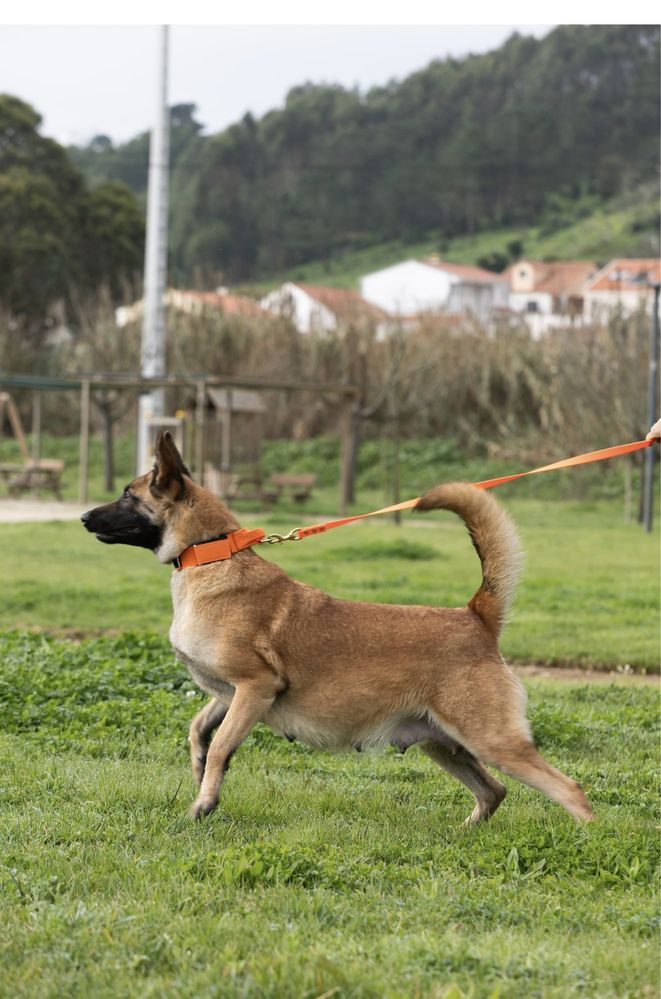 Pastor belga malinois muito fortes , super equilibrados