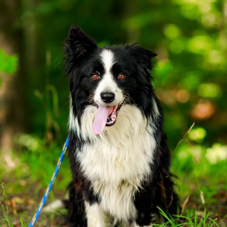 CZIP – pies w typie border collie szuka doświadczonego opiekuna!